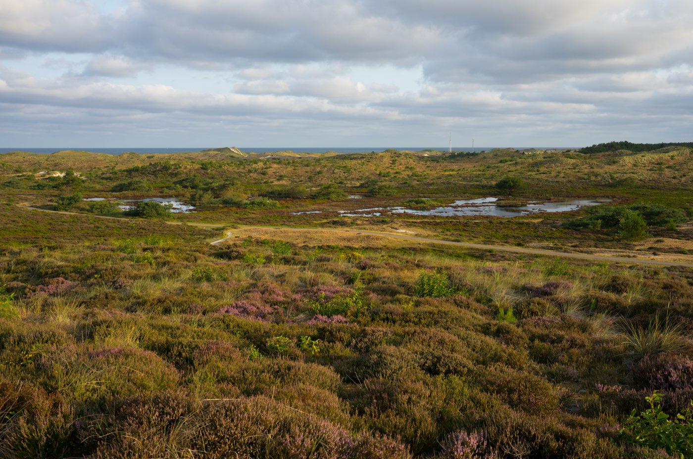 De Schoorlse Duinen, het duingebied bij Schoorl in Noord-Holland